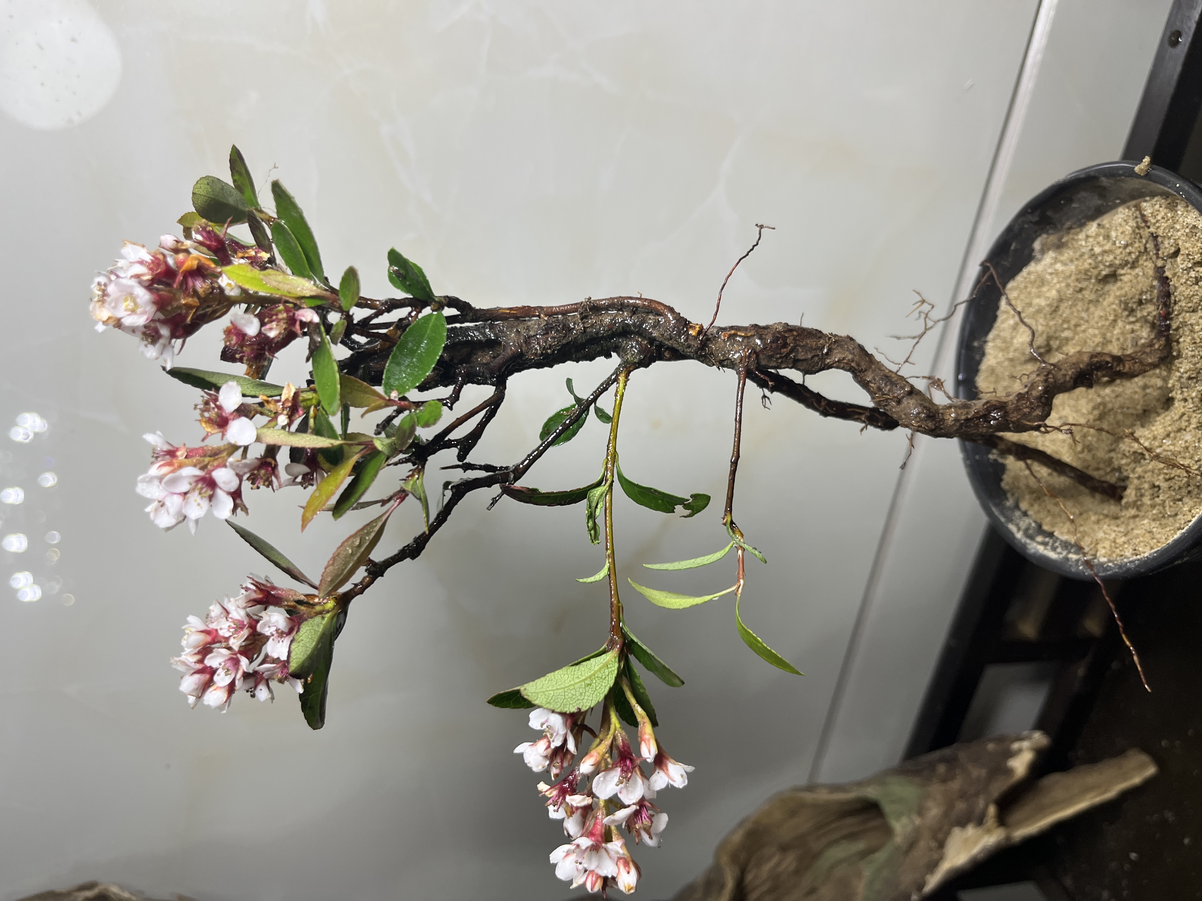郑小姐一物一拍海岛春花 海岛栀子花