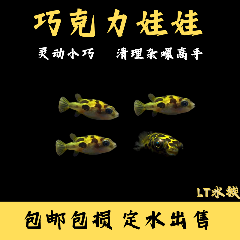 巧克力娃娃吃螺高手淡水活体迷你河豚 潜水艇 蜗牛克星热带鱼进口