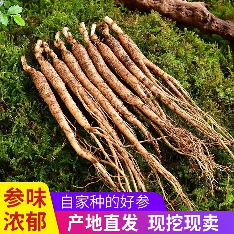 长白山人参，老残参，泡酒参，煲汤参
