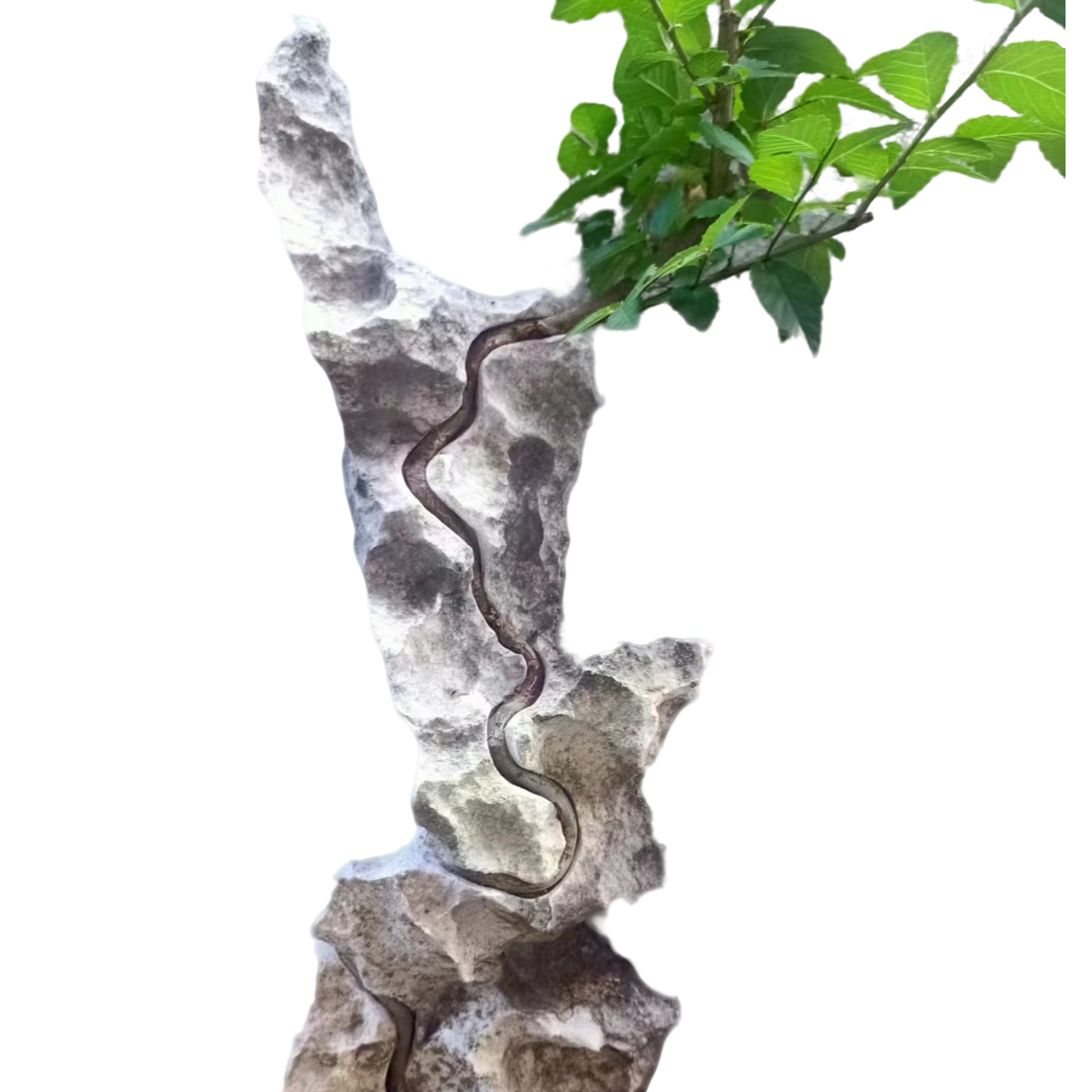 附石盆景（直播间专用链接私自下单无效)一物一拍