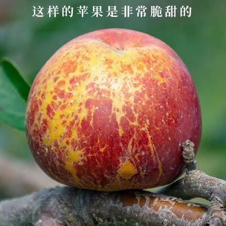 【优选冰糖心】苹果冰糖心手工精品严选品质稀有甜脆甜1-9斤