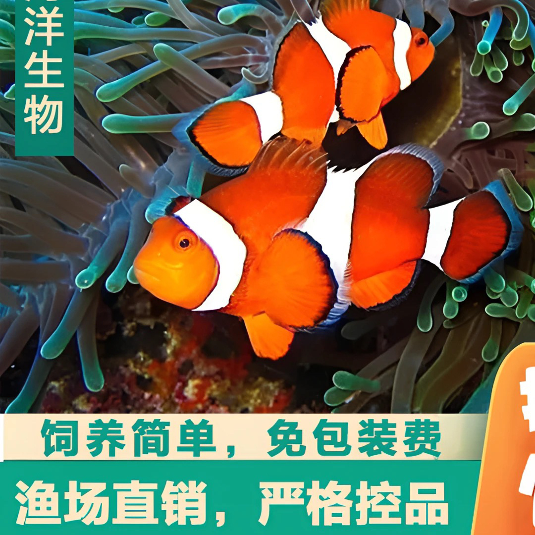 by海缸鱼小丑鱼主播介绍专项链接