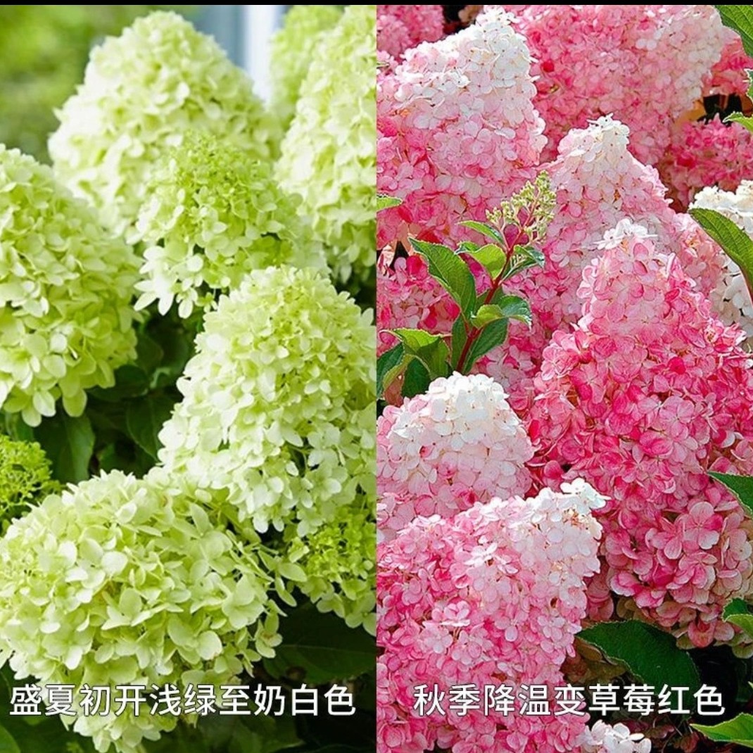 一物一拍链接贵州露天木本绣球花耐高温低温地栽庭院花园花卉绿植
