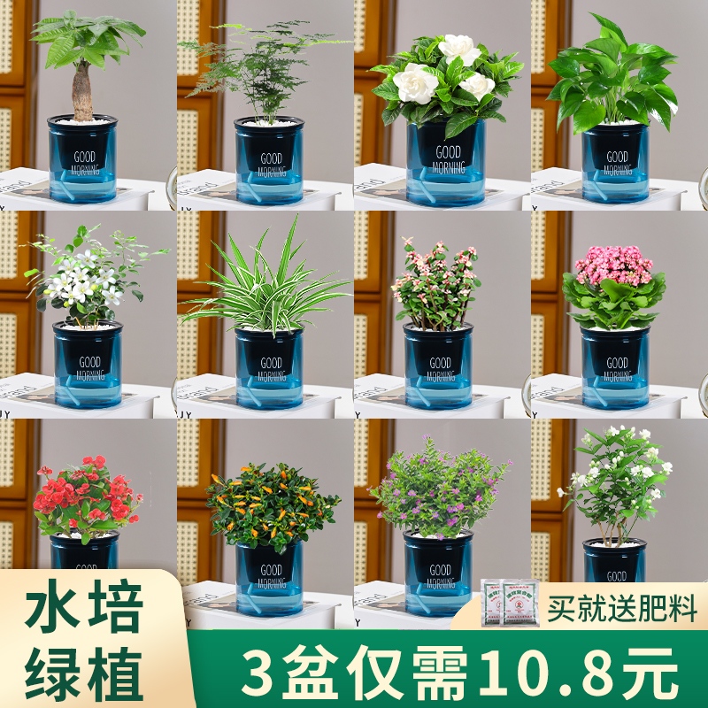 【卖全新疆包邮】葛发财树文竹多肉花卉盆栽植物室内薄荷富贵竹