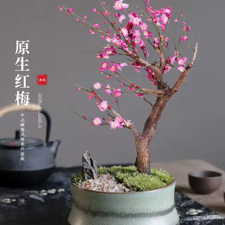 原生红梅老桩耐寒耐热好养