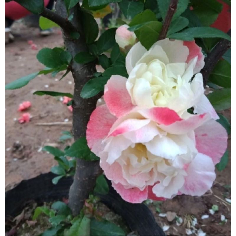 大花彩玉海棠老桩