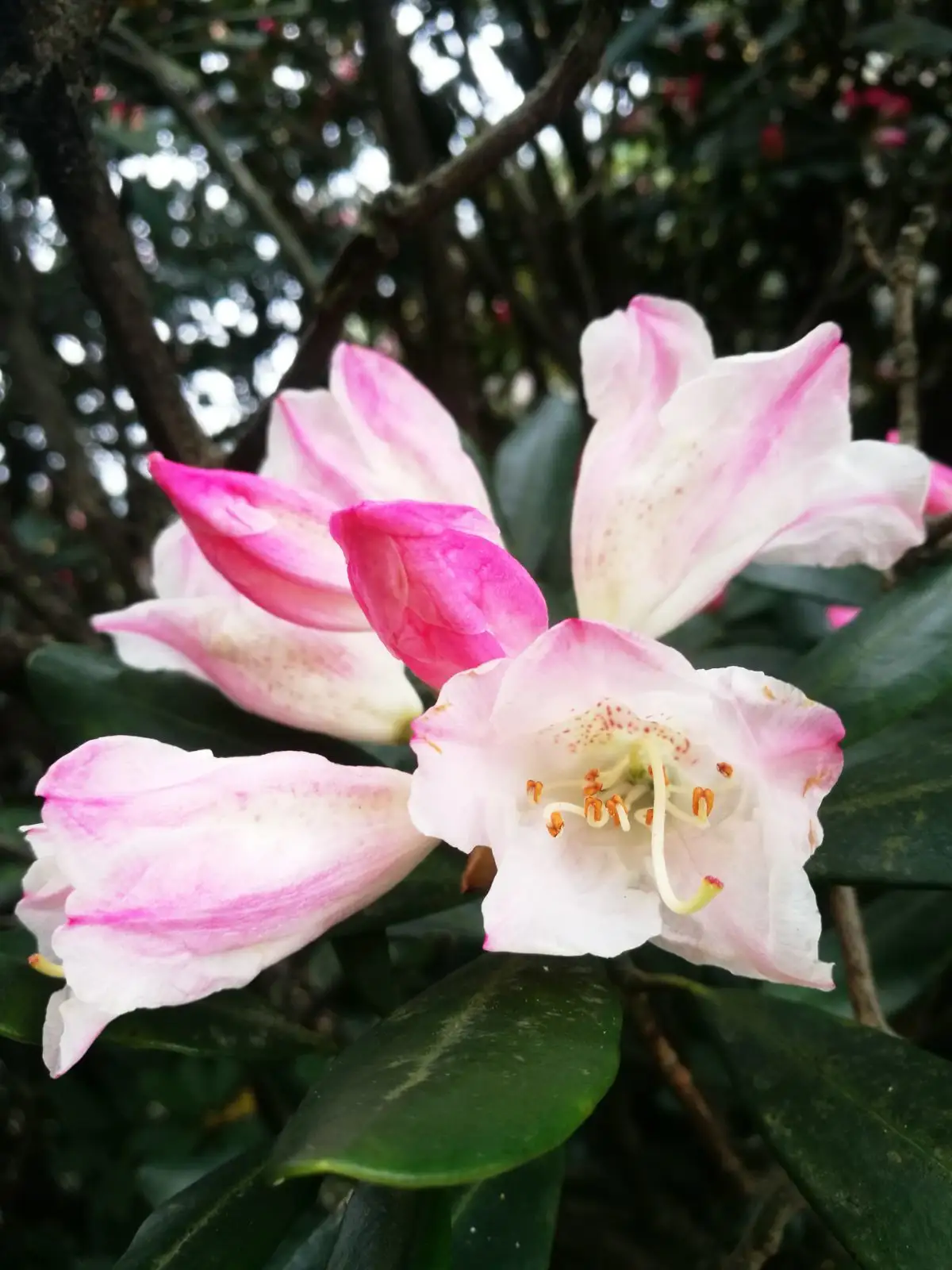 猴头杜鹃原生山采老桩绿植盆栽，四季常青不落叶，室内室外阳台庭院