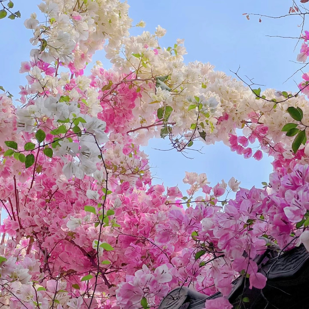 【三角梅多色彩花勤花品种】一物一拍  掉花落叶不售后