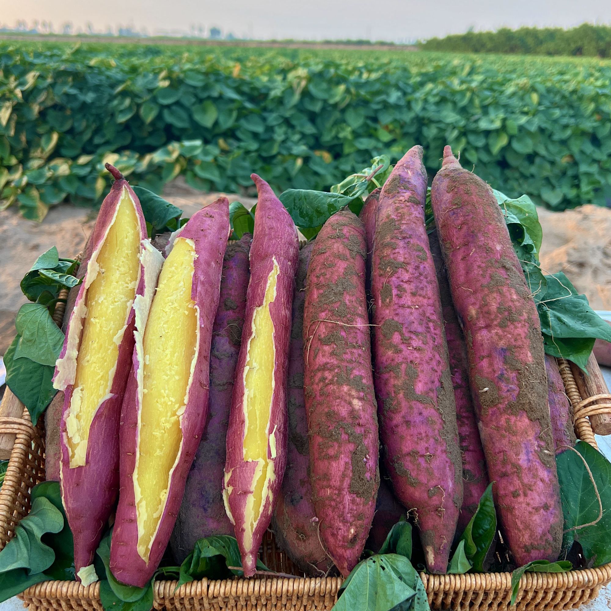 陕西-板栗红薯-产地直发香粉微甜5斤-9斤