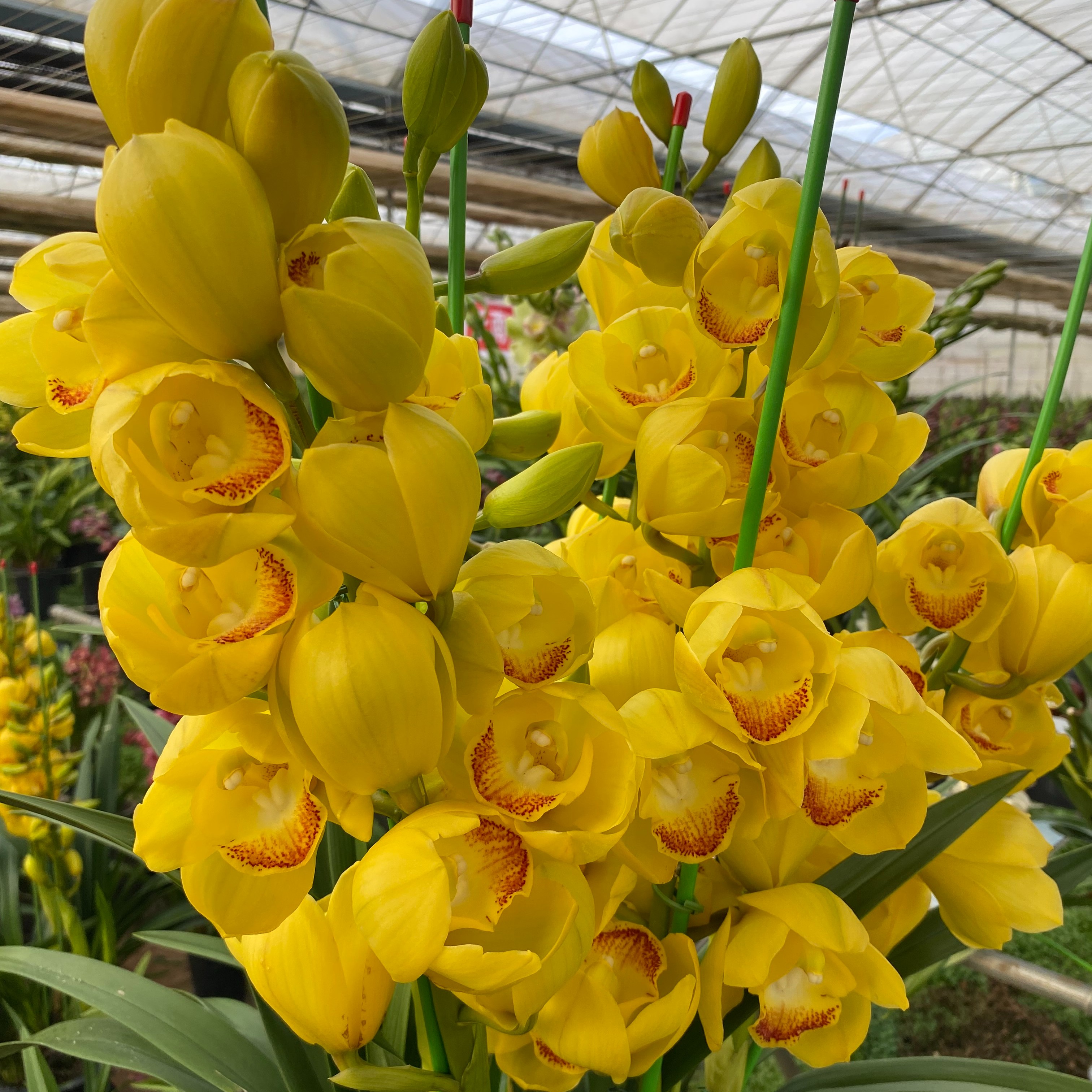 黄金岁月大花蕙兰年宵花室内盆栽带花苞花卉绿植客厅开花黄色美观