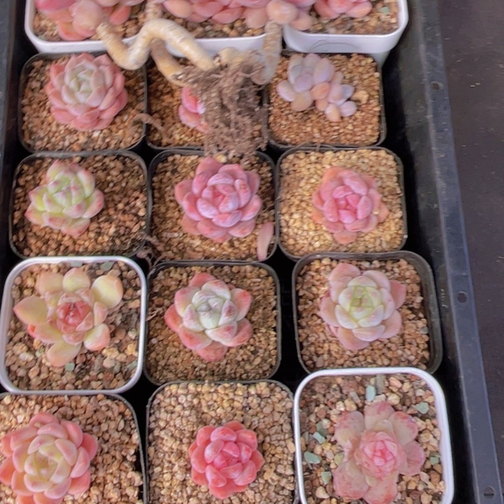 多肉屋组合十六个精品组9011