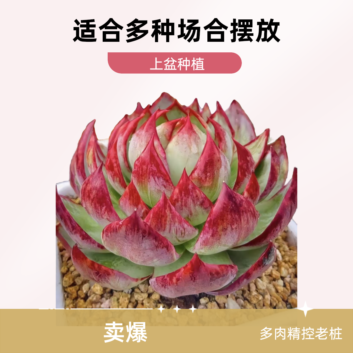 无品牌【云南精控老桩精品多肉.惊鸿仙子】适养阳台，窗台。