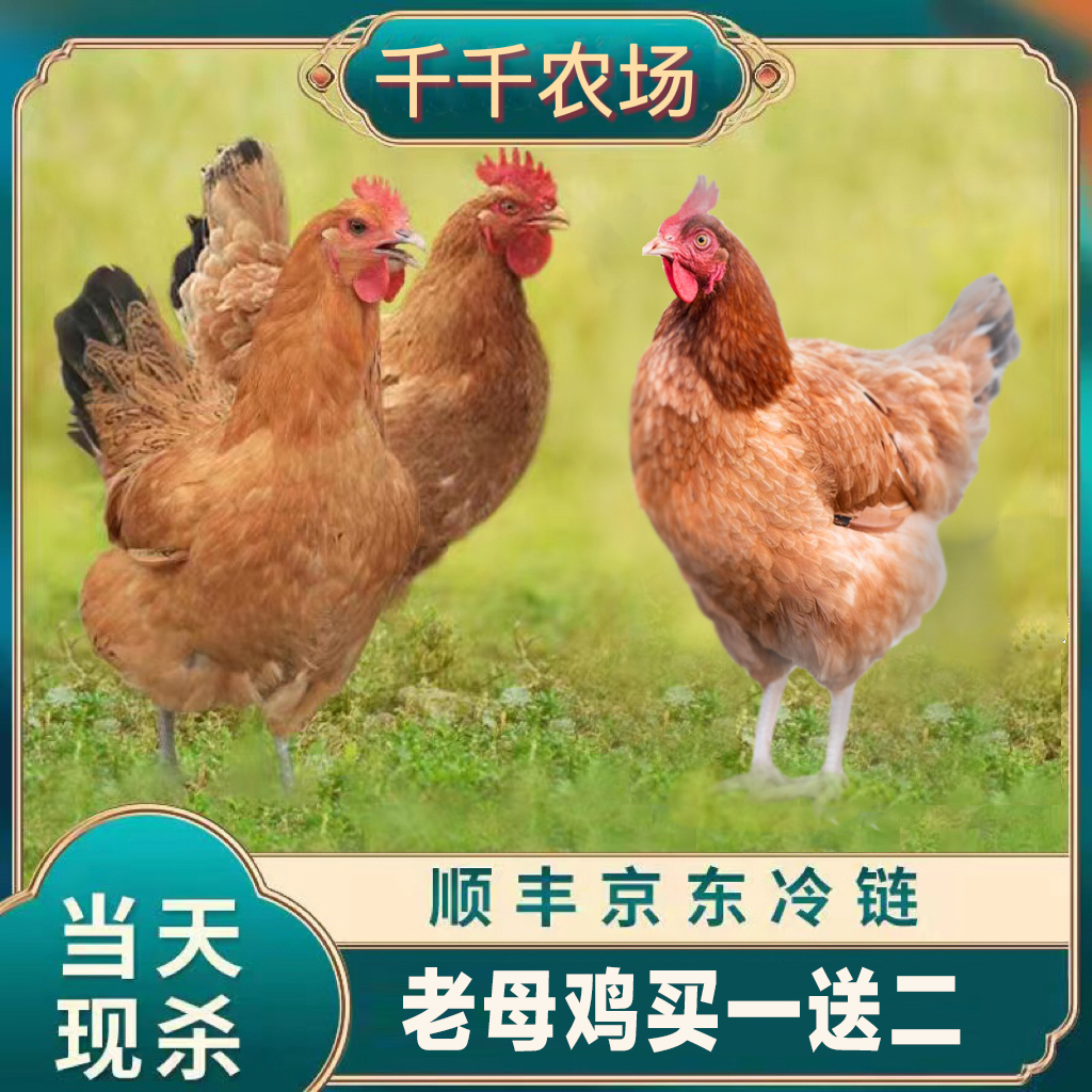 【千千农场】【买1送2】土鸡散养土老母鸡买1送2共3只净重6-6.5斤