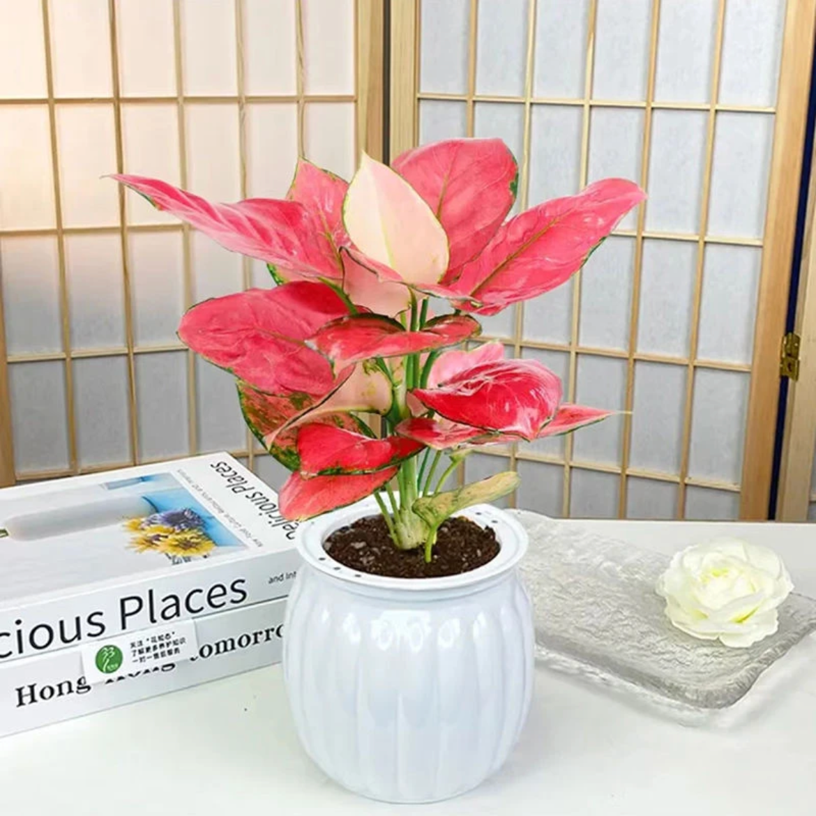 吉利红红颜植花卉盆栽室内客厅办公好养带懒人盆红色植物美化鲜活