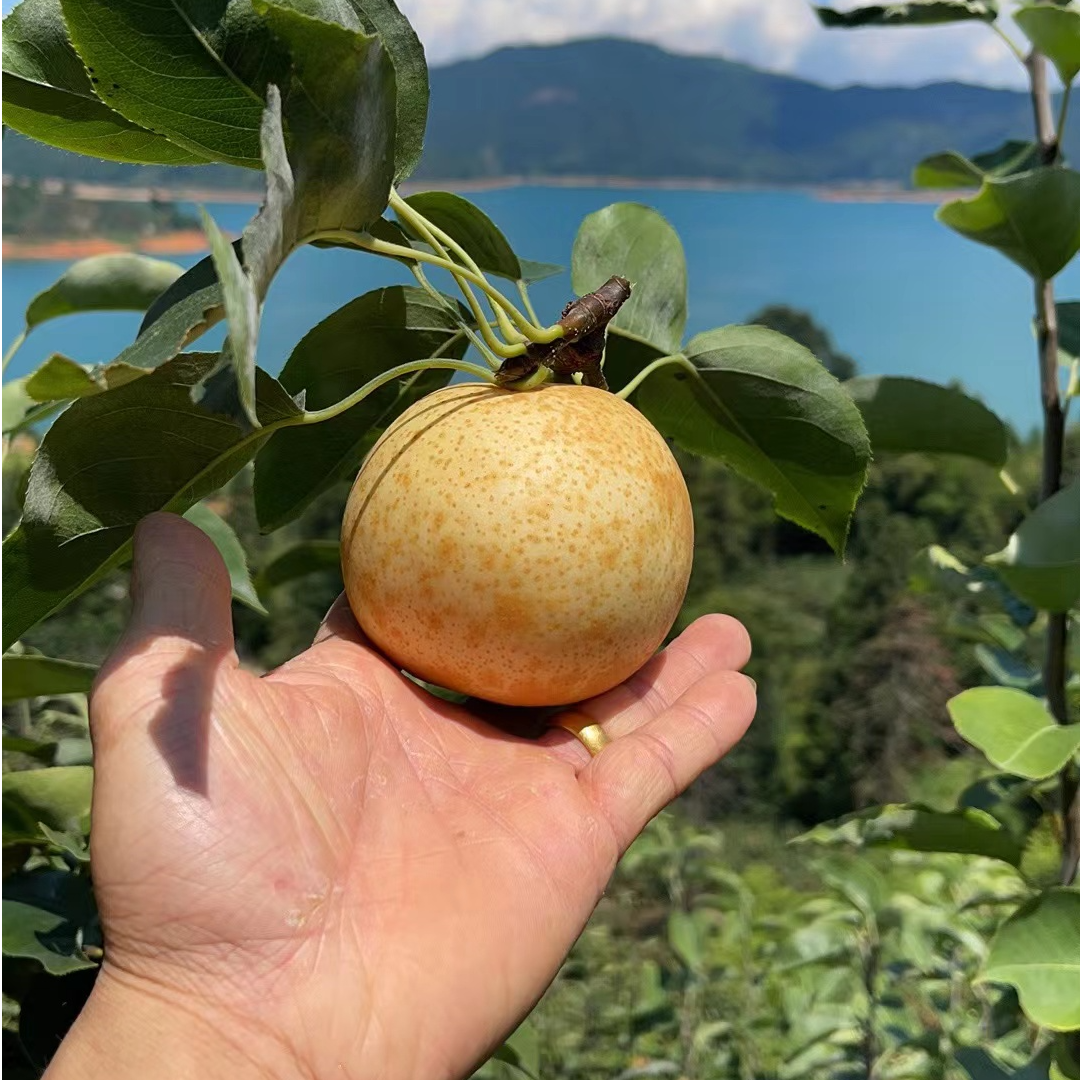 清远连州水晶梨~新鲜采摘，清甜多汁，无渣爽口，果肉细腻口感好大果