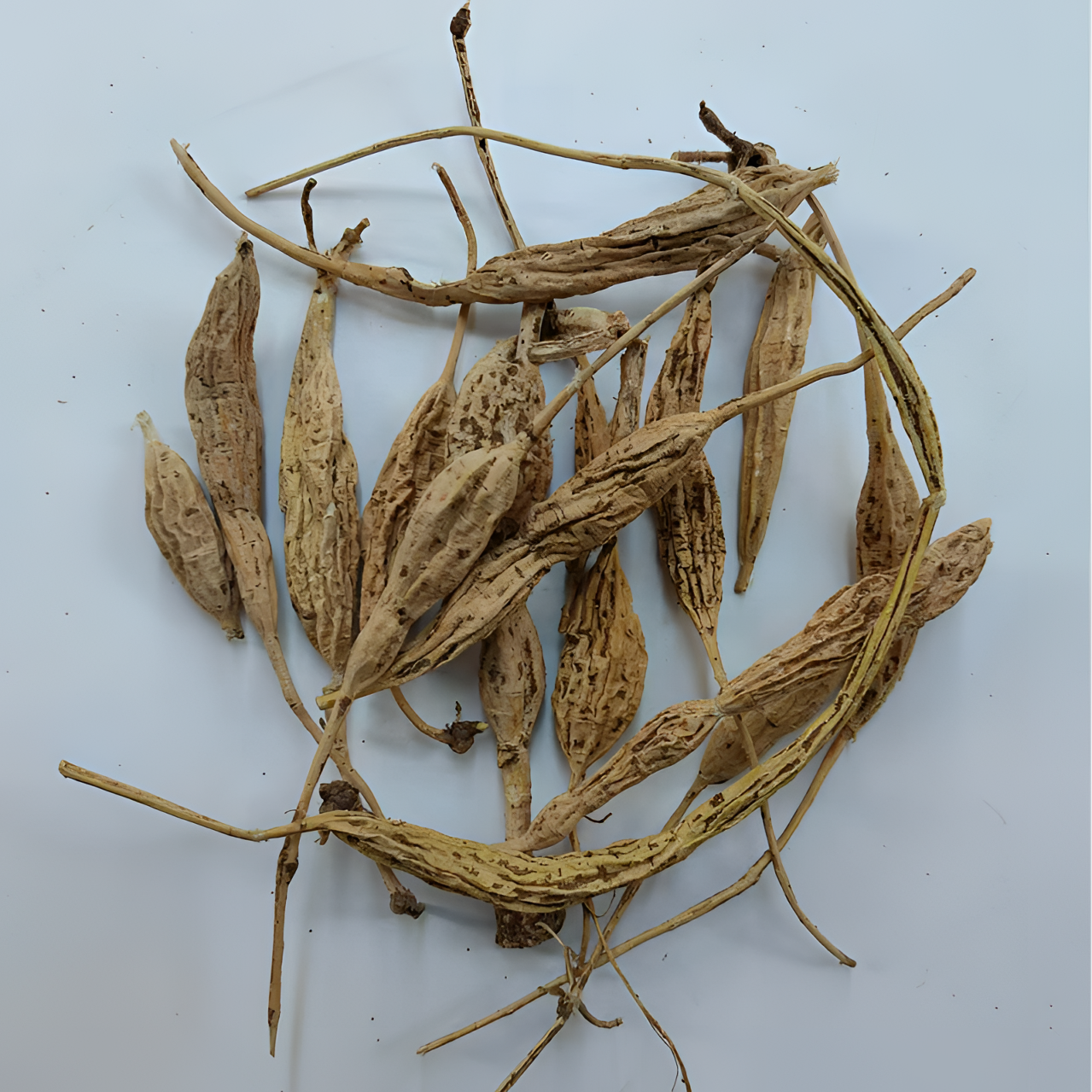 纯野牛蛋牛大力~自然晒干~半斤起拍