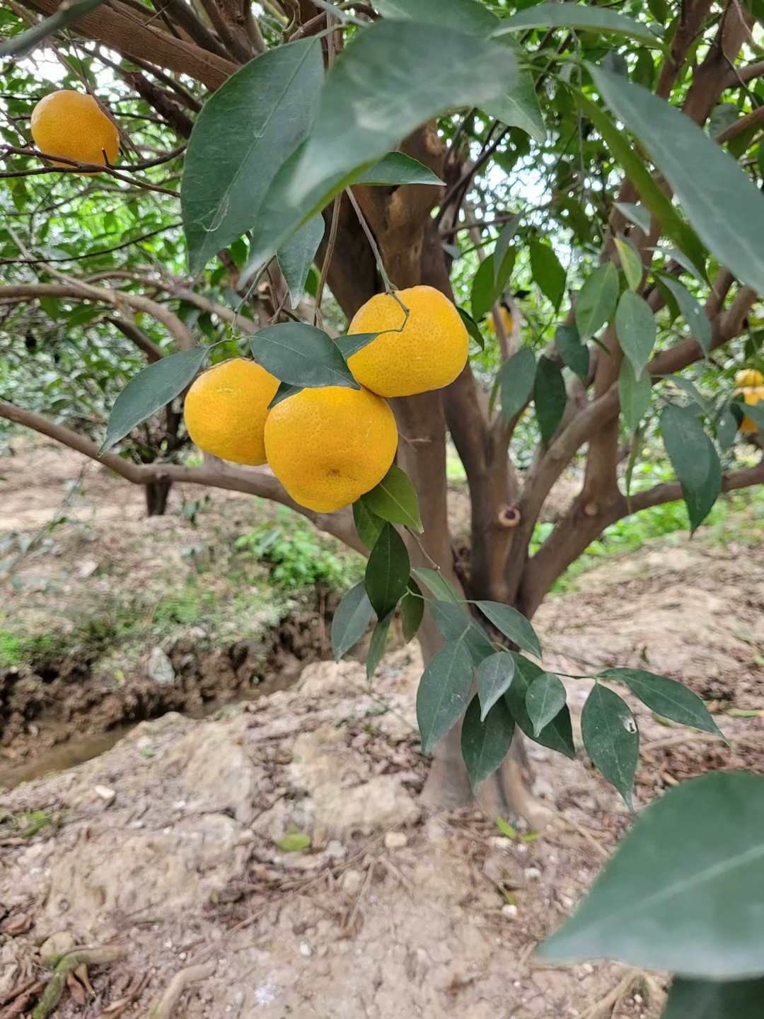 正宗新会特产陈皮【8年皮】袋装二红陈皮~自饮储存送礼佳品