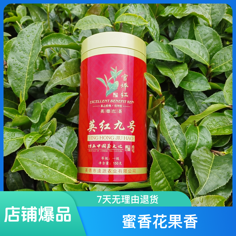 英德红茶  自家茶园英红九号  （一级明前茶）  罐装鲜爽香浓茶叶