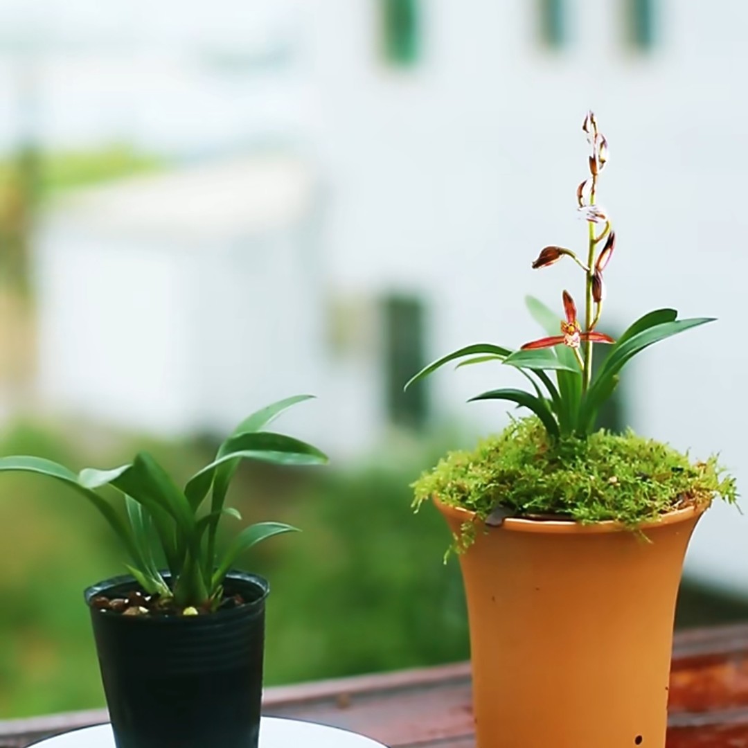 青叶达摩墨兰、一盆1苗1芽、兰花苗盆栽植物矮种小巧办公桌室内