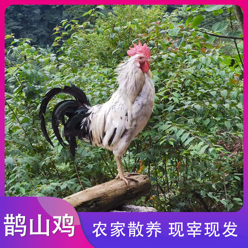 花羽鹊山走地鸡公鸡公鸡整鸡单只1250克山林散养一年以上土鸡 