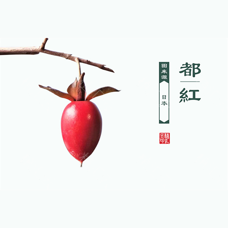 都红 日本原生进口根培老鸦柿 小中大苗 盆景老鸦柿素材大漏