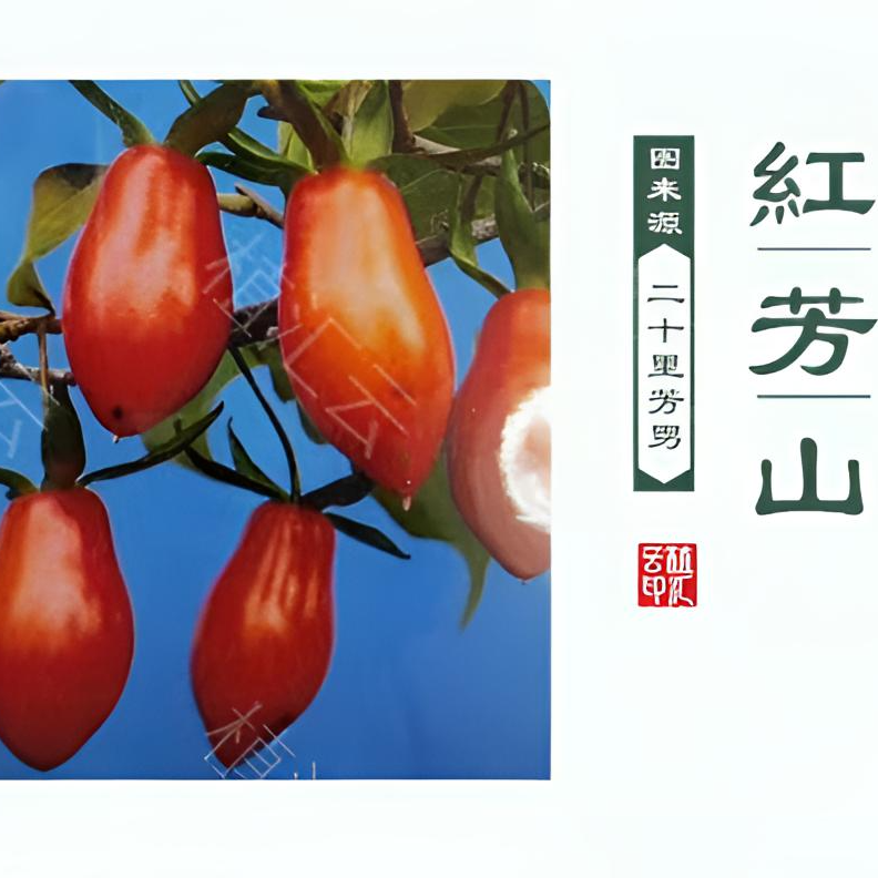 老鸦柿 原生根培 红芳山