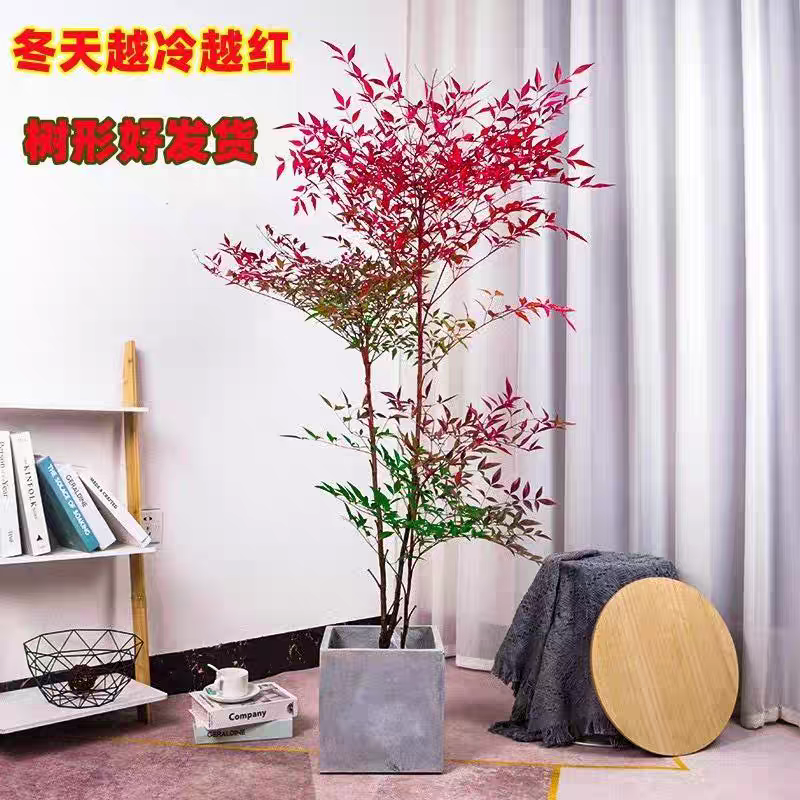 独杆棒棒糖火焰南天竹观叶盆栽地栽水培室内室外种植不分地区耐寒