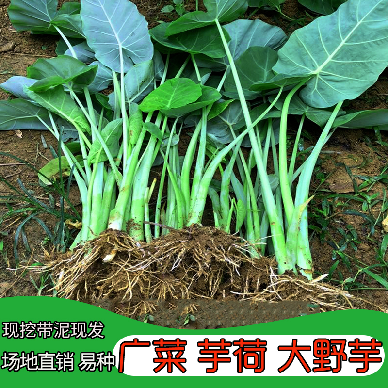 贵州绿色白广菜观赏杆芋禾蒙禾象耳芋好种室内绿植好活盆栽种植