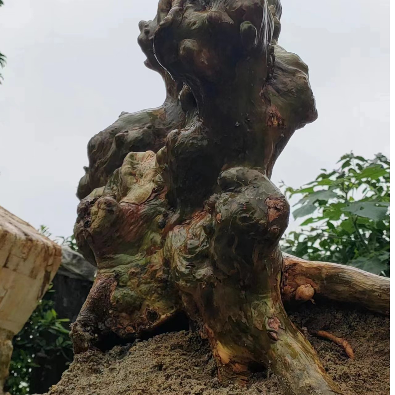 金弹子绿植盆栽盆景精品舍利子两江新区金弹子盆景中方