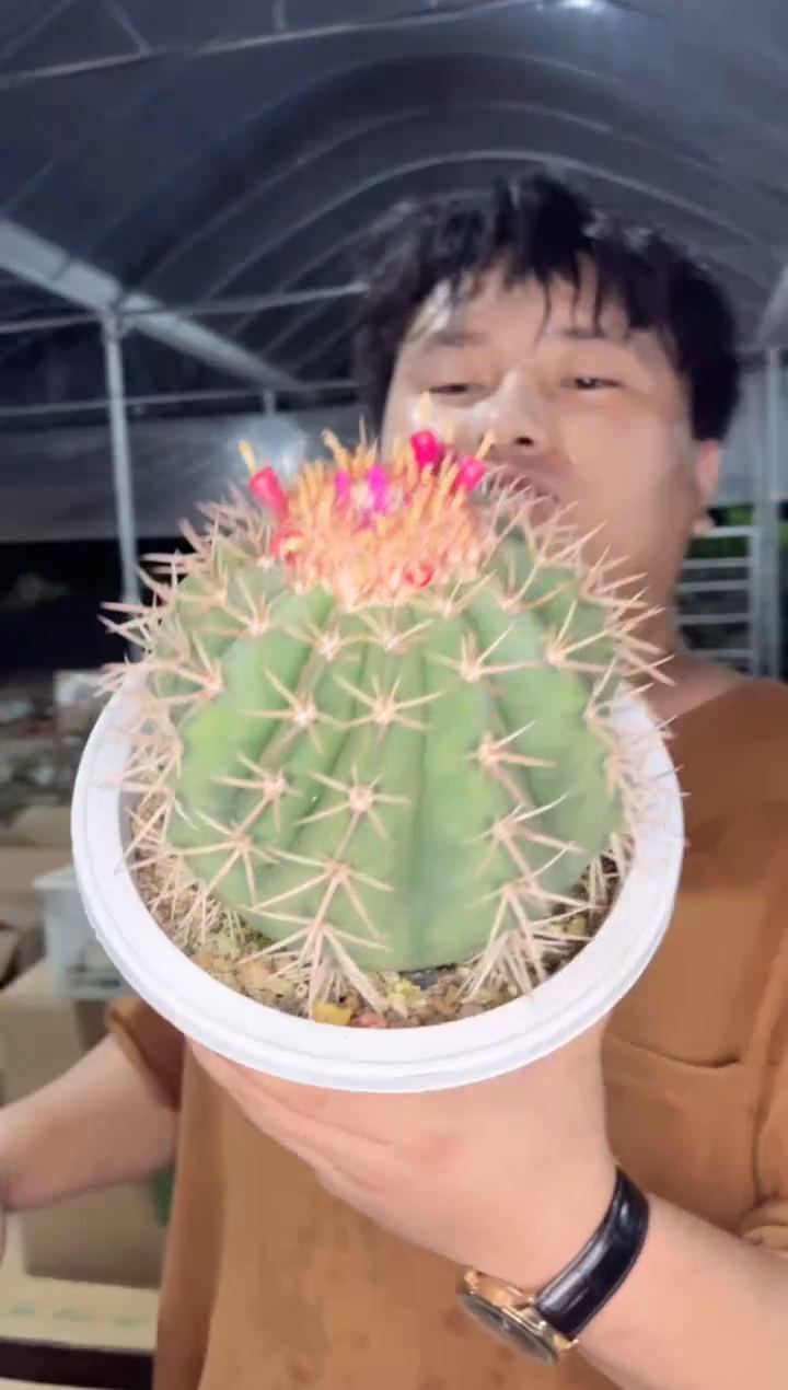 【闪购商品】中大号锦云【带云顶】