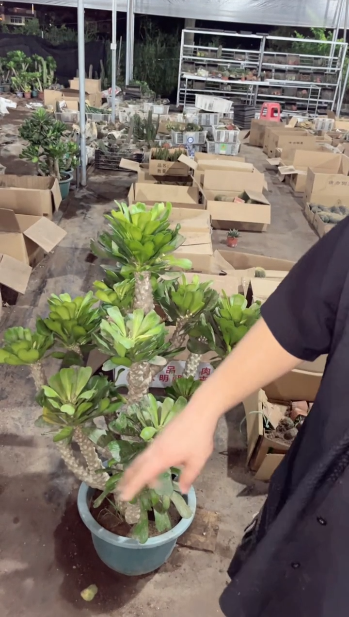【闪购商品】超大多头扇贝麒麟