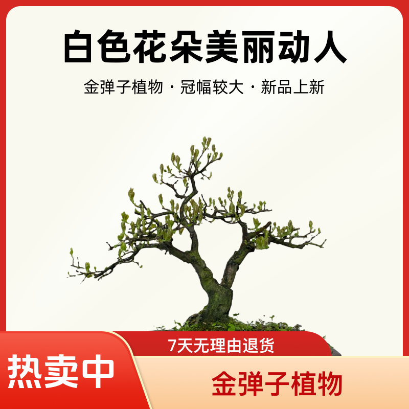 金弹子直播间付款处一物一拍