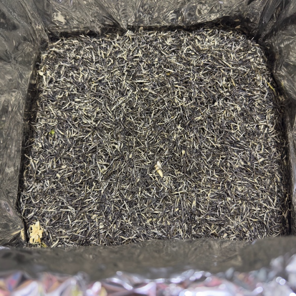 广西横县茉莉花茶茉莉雪针浓香型茶叶