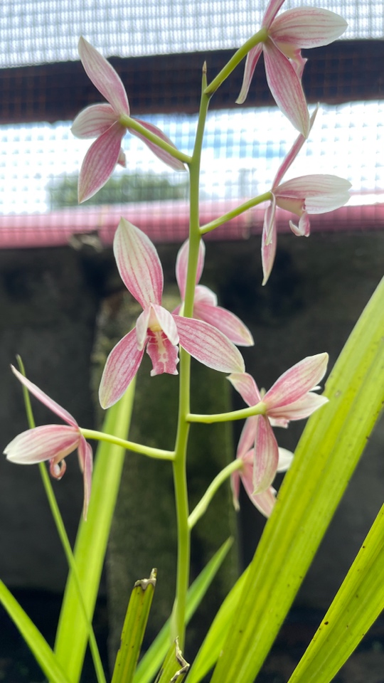 秋榜兰花，花卉绿植，盆栽盆景。