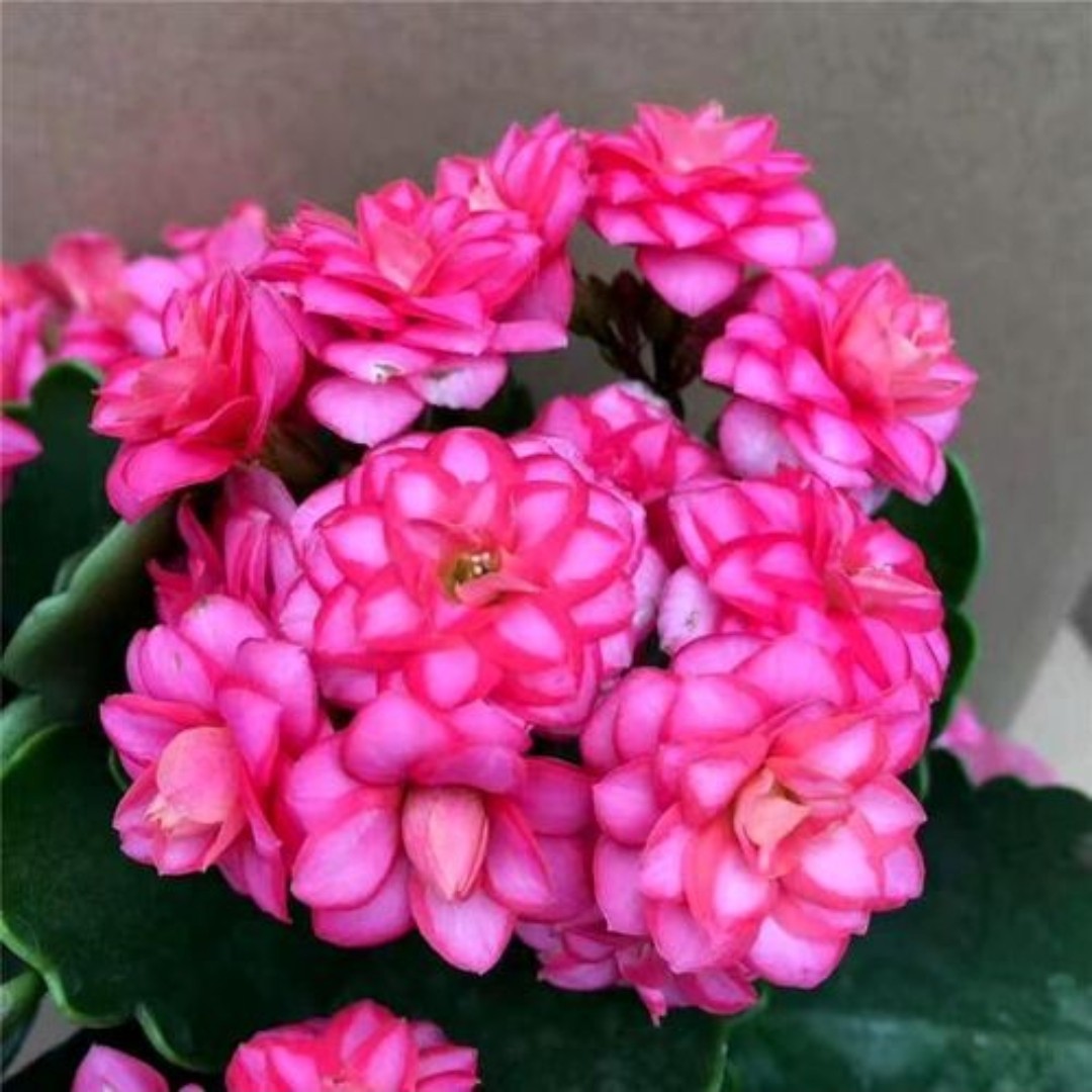 彩莲（达科塔） 重瓣带花苞（120口径盆）