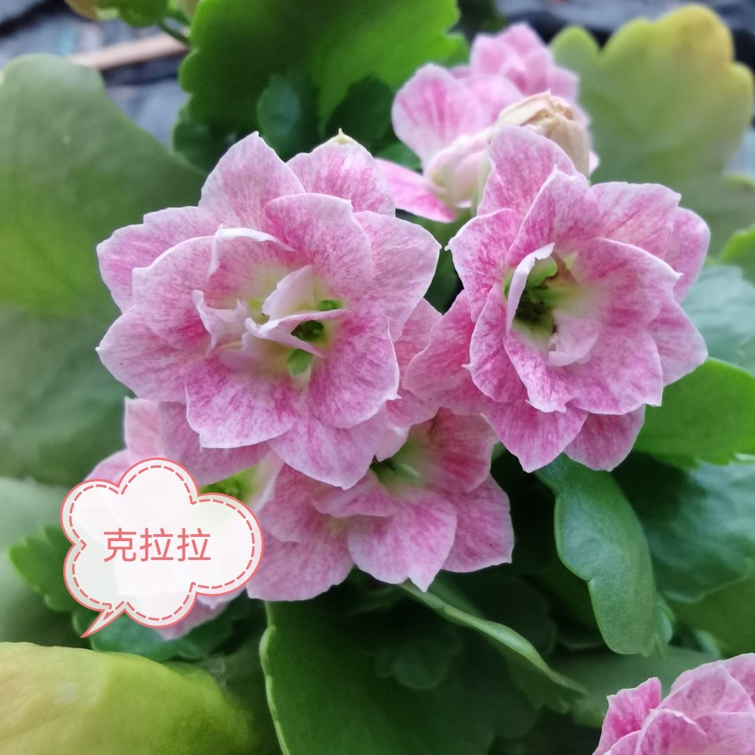 克拉拉 重瓣带花苞120口径盆