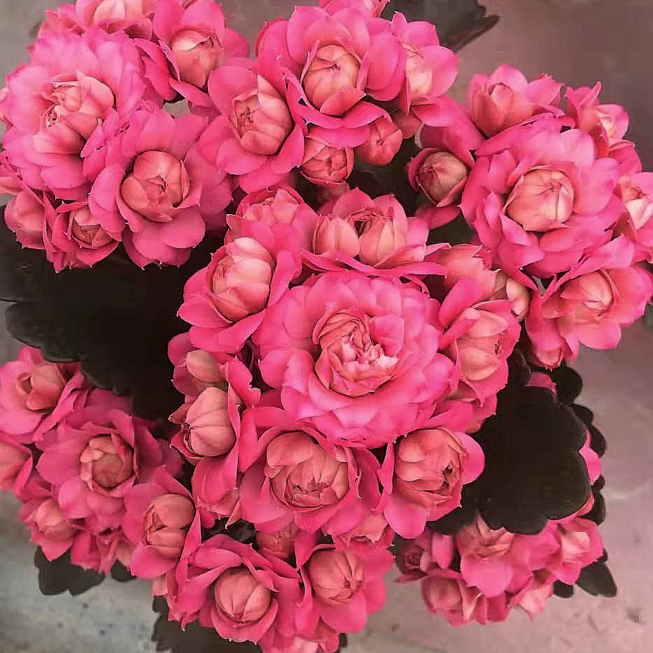 昊景 唐卡 重瓣带花苞 昊景130口径盆