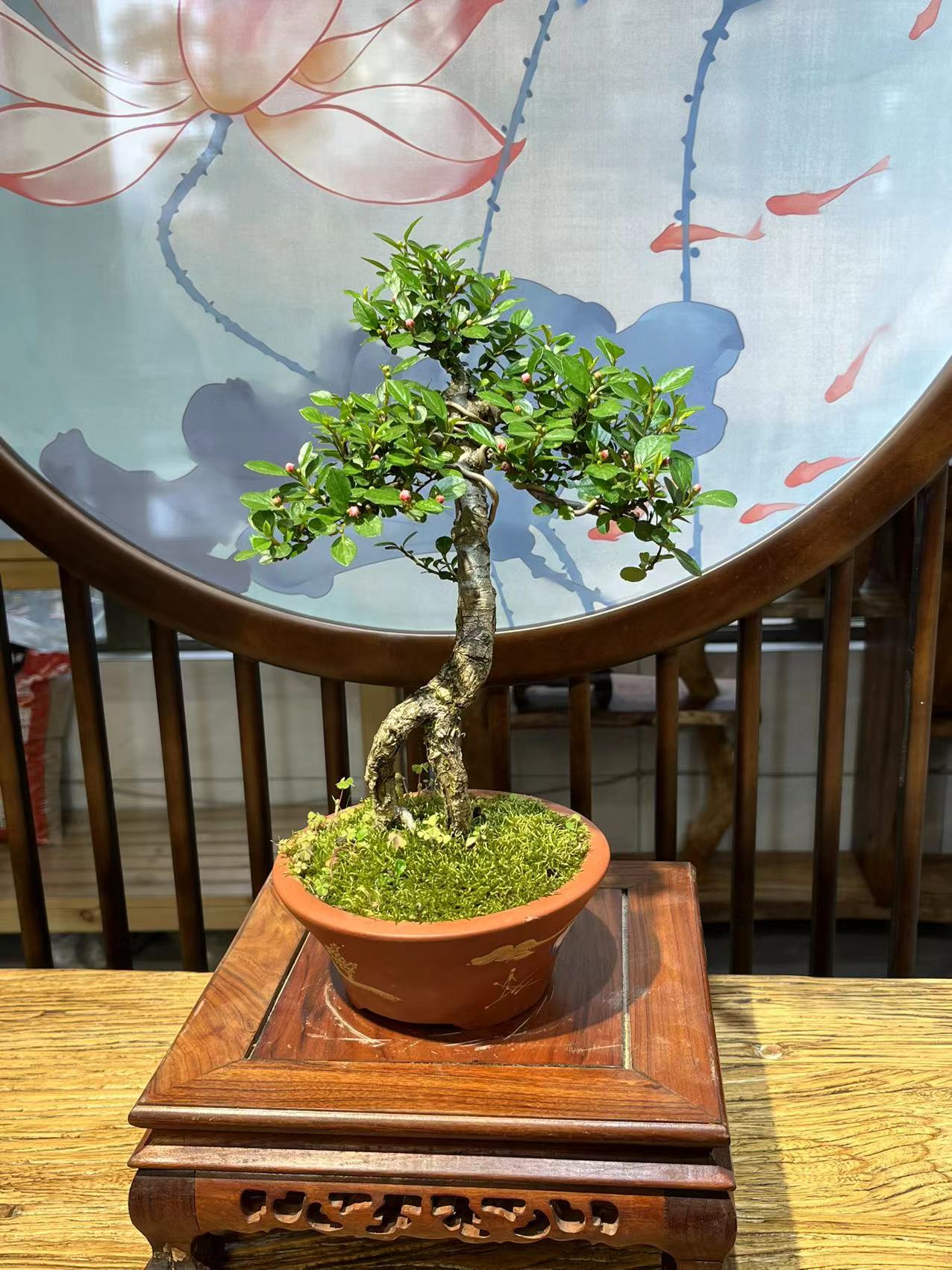2号链接300-2000盆景一物一拍