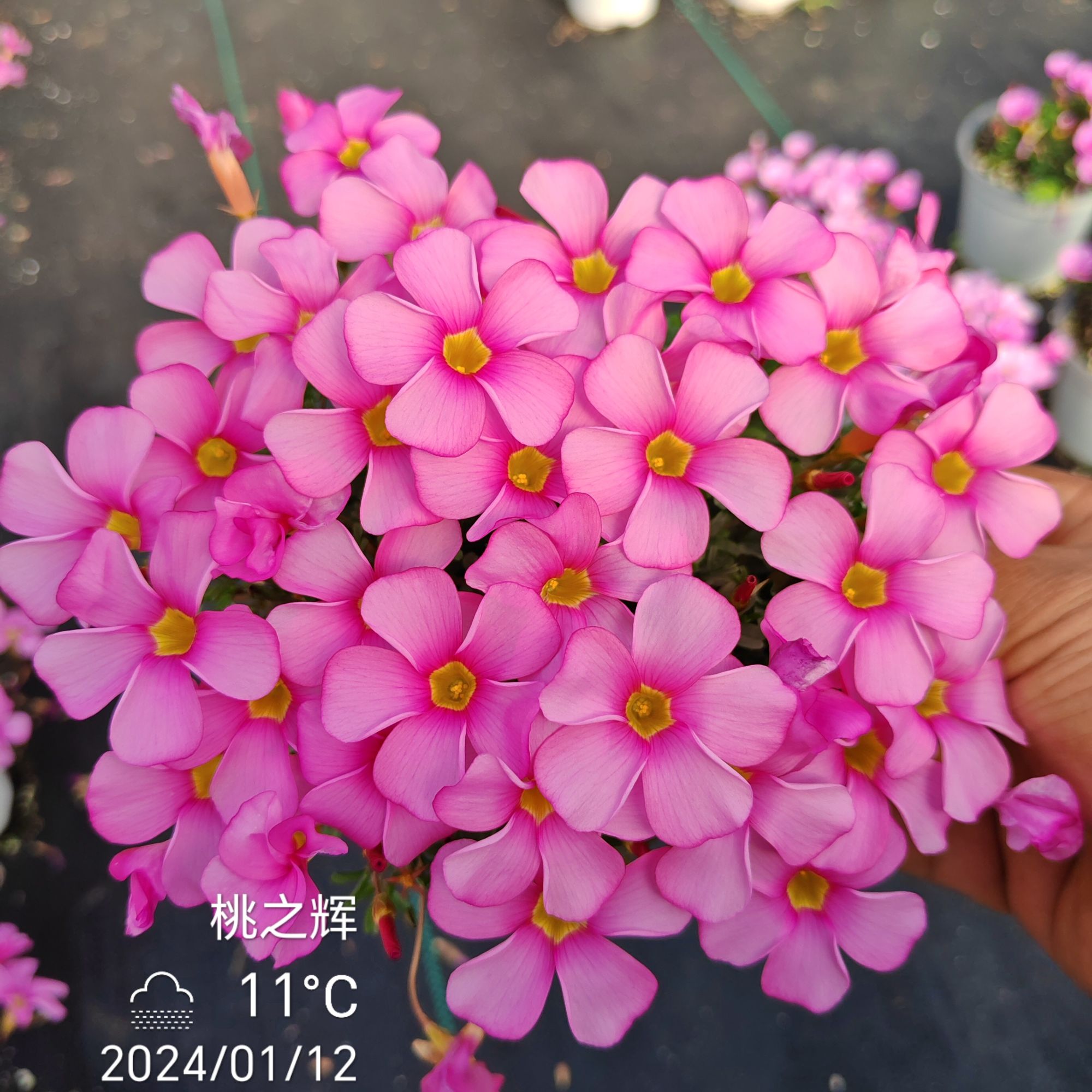 【运河家】 桃之辉系列酢浆草盆栽冬梦粉雪粉白冬天阳台小精灵