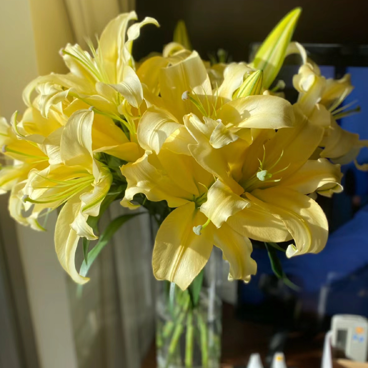 【皇帝】-单瓣香水百合 云南基地直发水养鲜切花