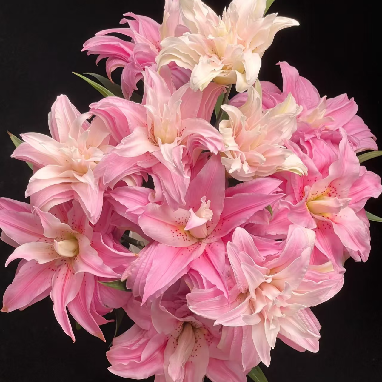 【戴安娜】重瓣百合 任意两单升级顺丰冷链/京东/德邦或邮政空运