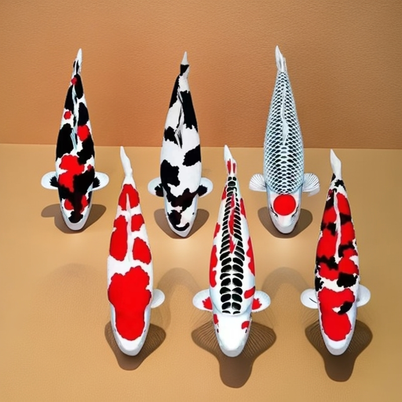 锦鲤观赏鱼昭和红白大正绯写白写活体观赏鱼