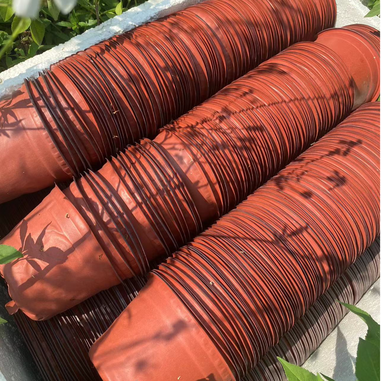 清苗圃 双色育苗杯（用过）大号小号简易花盆