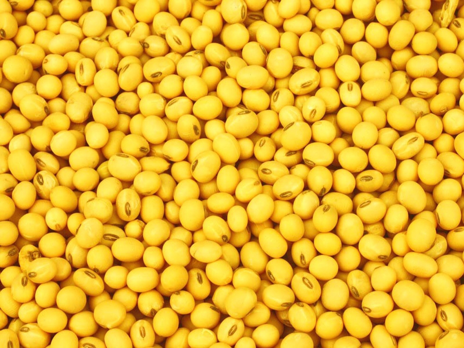 黄豆红豆农家自产老品种五谷杂粮湖北恩施高山红豆黄豆