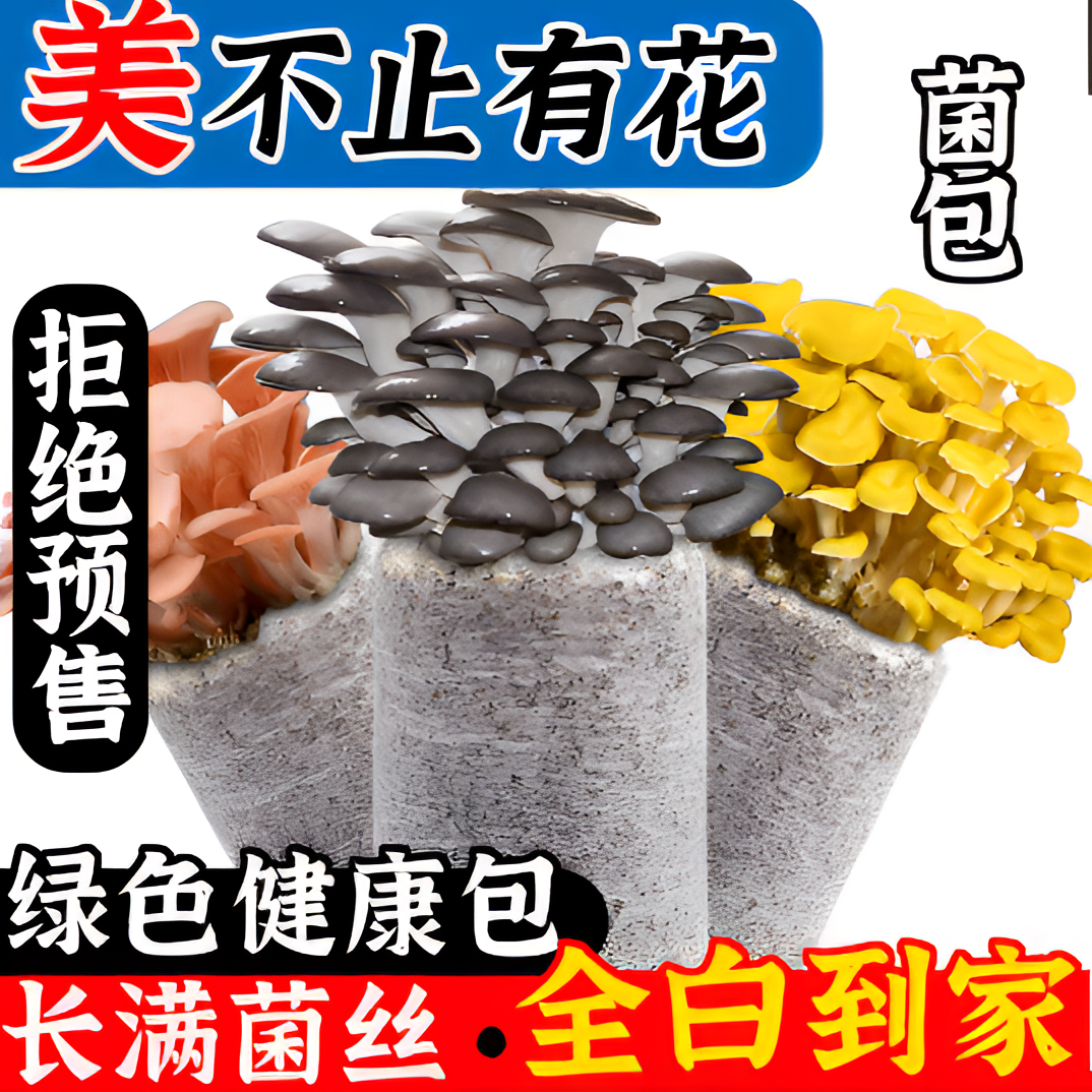 蘑菇菌包种植可食用菌菇在家喷水就出