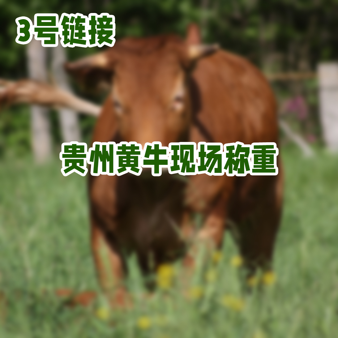 【2号现称改价】  贵州黄牛肉0注水