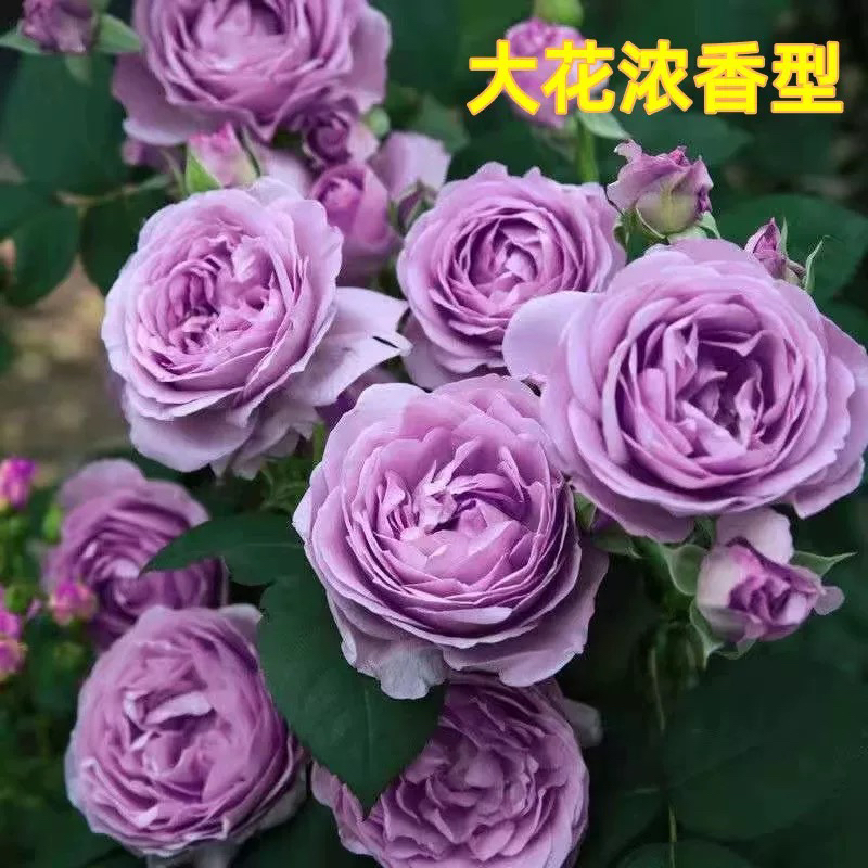 A【蓝色风暴】蓝紫色月季花四季开花南北方种植原盆原土发货