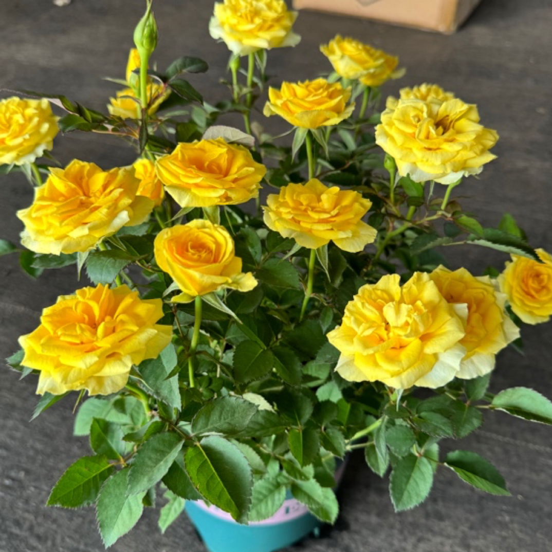 A【巴比伦】月季花苗盆栽室内外阳台四季开花月季