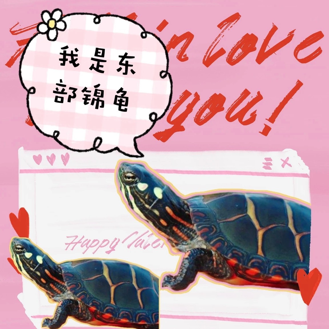 乌龟活体东部锦龟宠物龟互动好直播链接乌龟小宠物