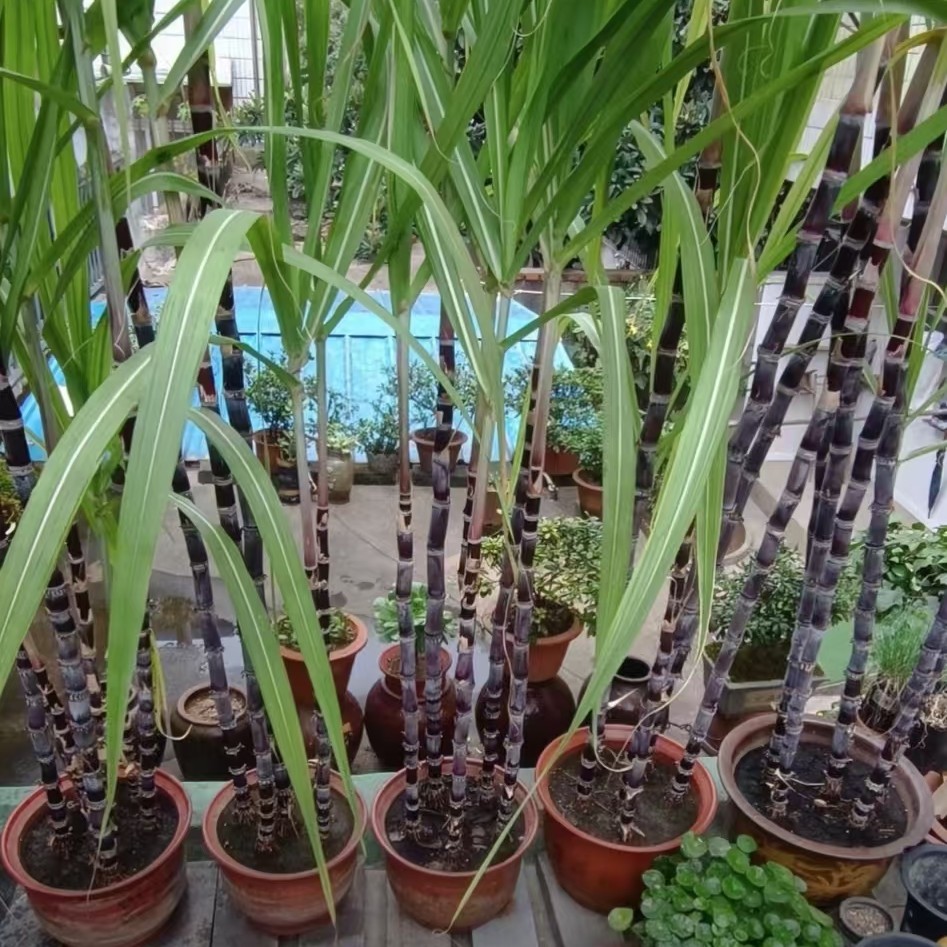 网红盆景广西黑皮甘蔗种苗室内室外盆栽地栽